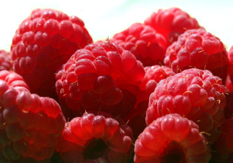 raspberries_calliope_by